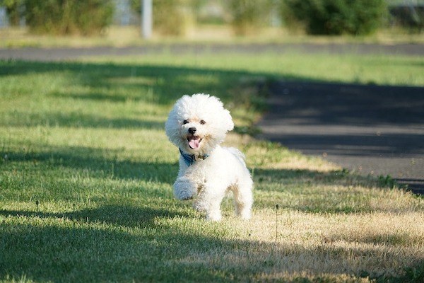 I rifiuti del cane, inquinanti pericolosi