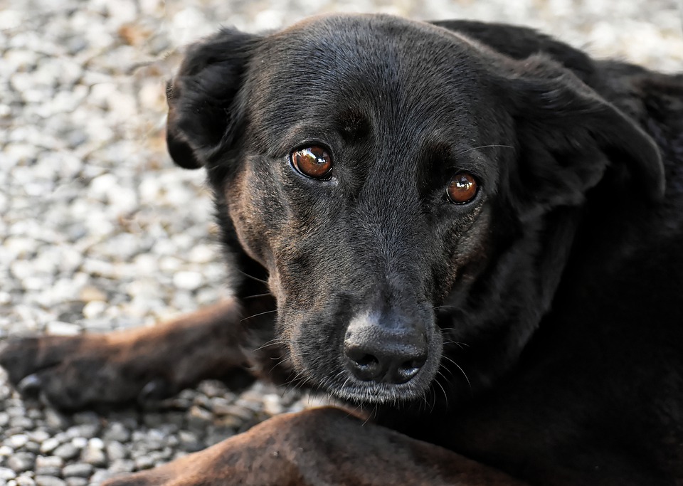 Il cane comprende la sofferenza umana