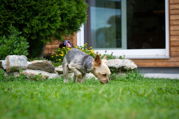  cani fanno la cacca solo in alcuni luoghi