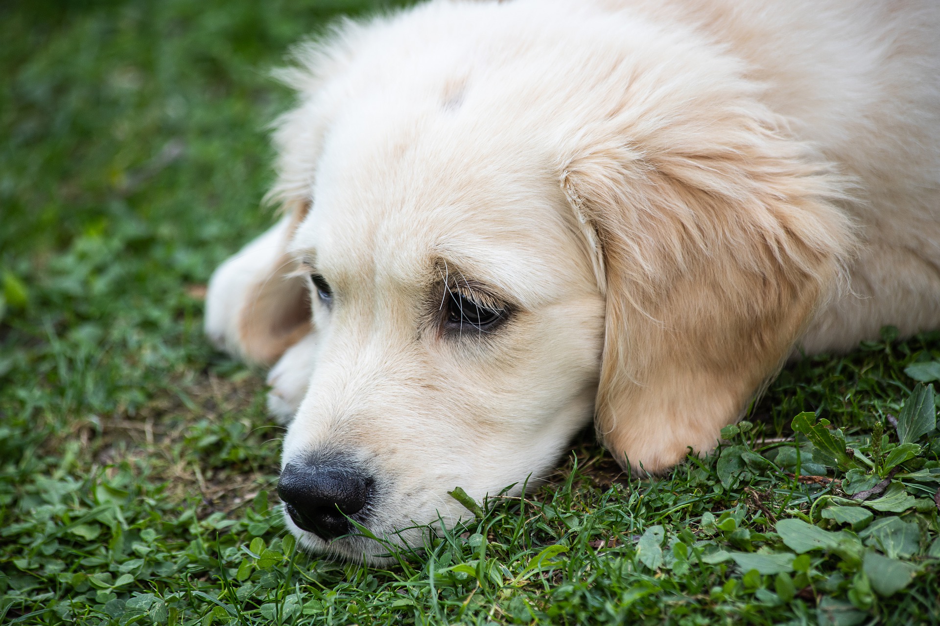 Segnali del cane sotto stress: ecco come te lo dice