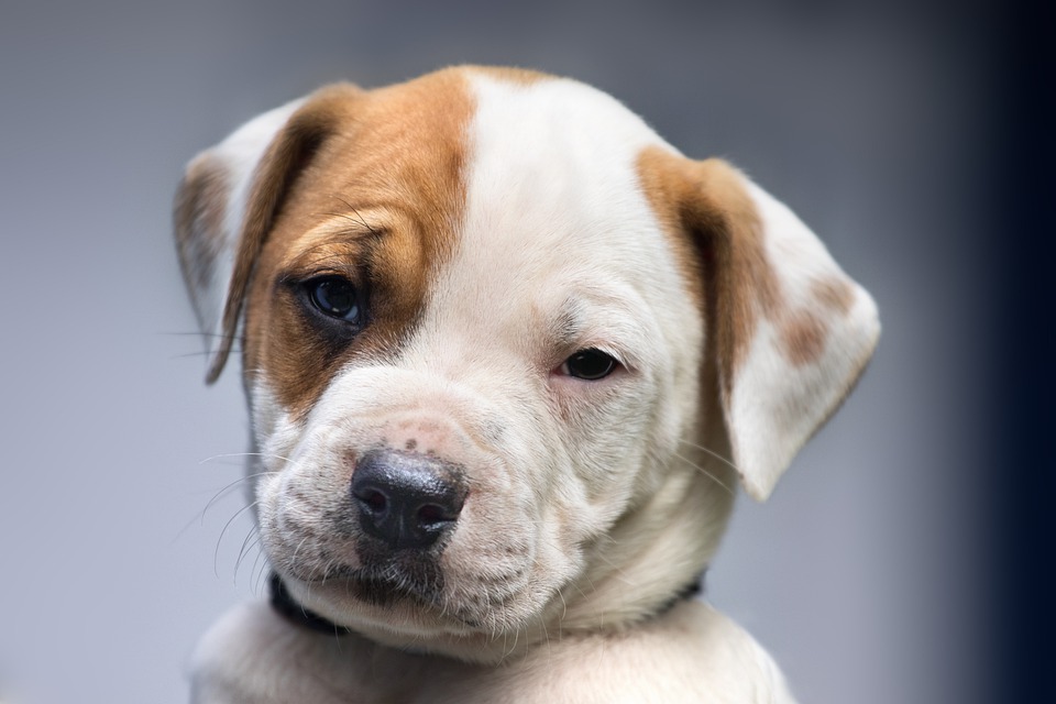 Cane di segno leone: caratteristiche, temperamento