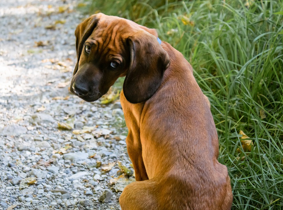 Cane di segno toro: caratteristiche, temperamento