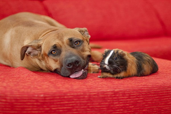 Un cane vuole essere lodato