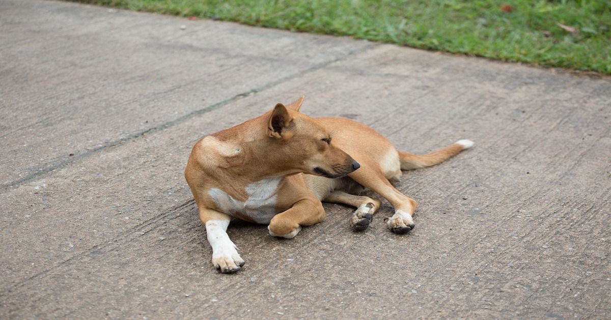 Insegnare il comando bang al cane: un trucco divertente