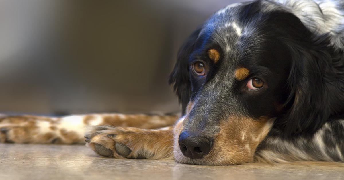 Cane di segno gemelli: caratteristiche, temperamento