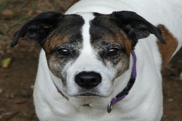 La comunicazione canina