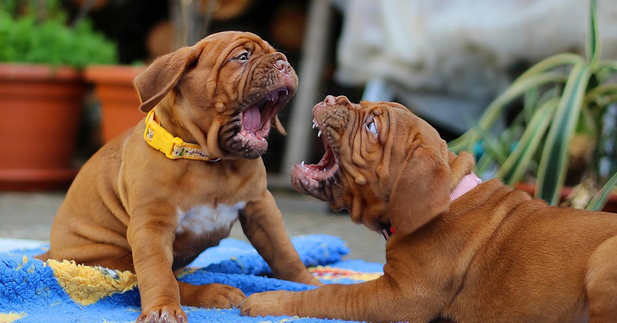 Cane di segno scorpione: caratteristiche, temperamento