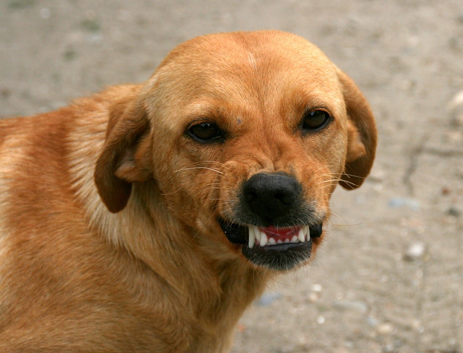 Cane di segno scorpione: caratteristiche, temperamento