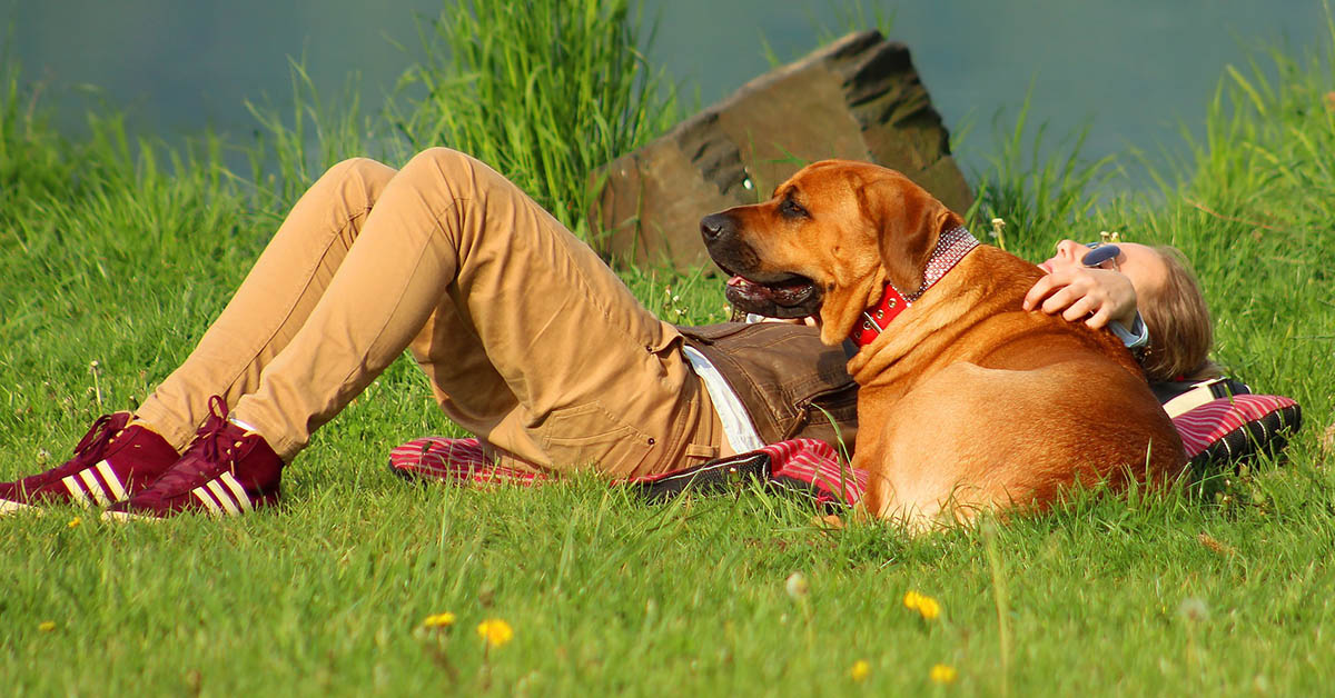 Perché i cani di taglia grande muoiono prima?