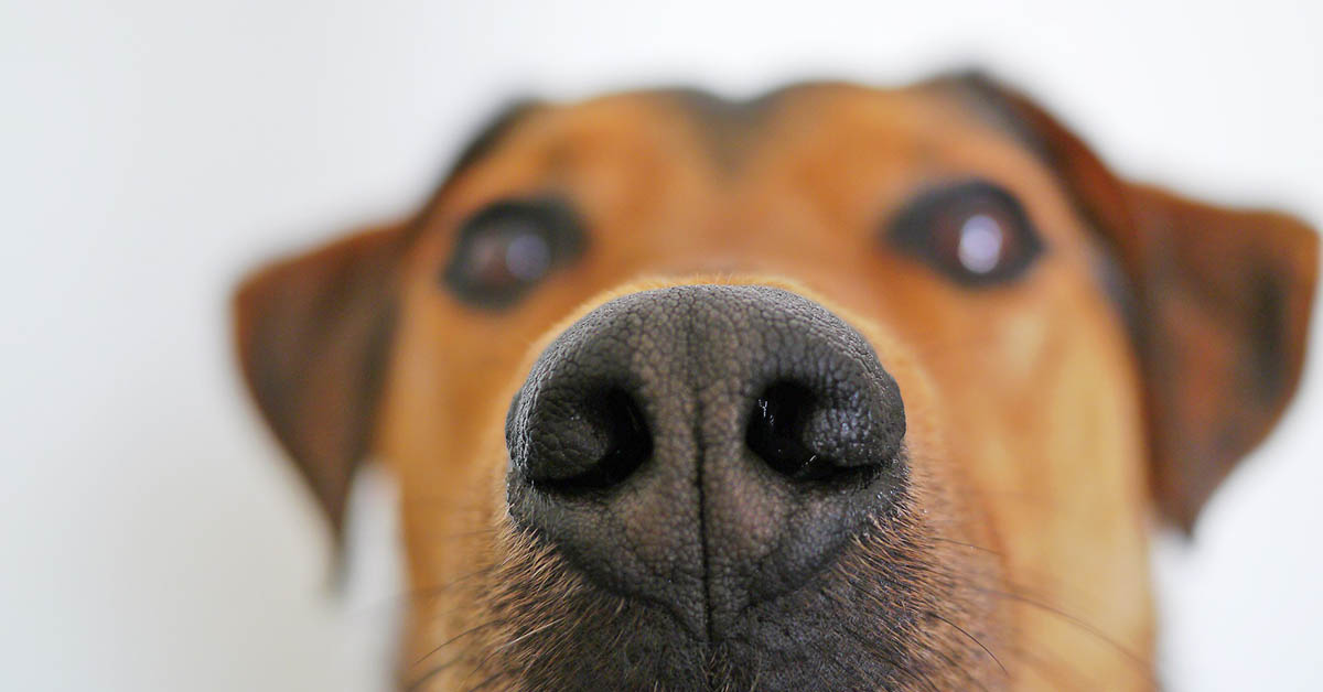 I cani sentono gli odori intimi che emettiamo?