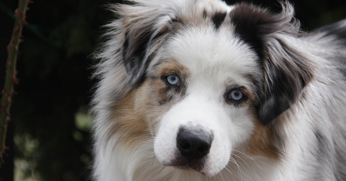 Sguardo del cane: tutte le cose che Fido può comunicarci