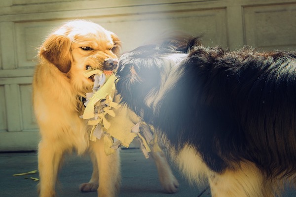 ringhio aggressivo cane