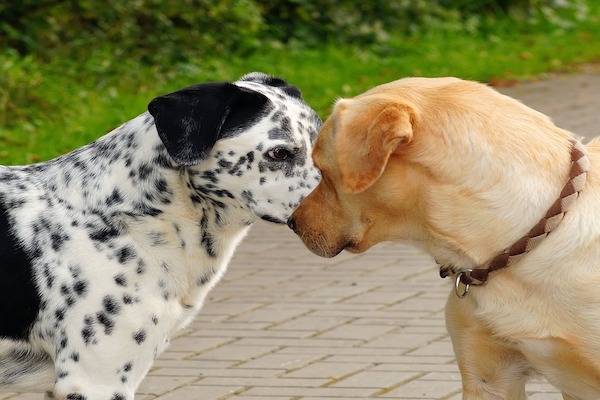 Perché il cane più giovane attacca l'anziano?