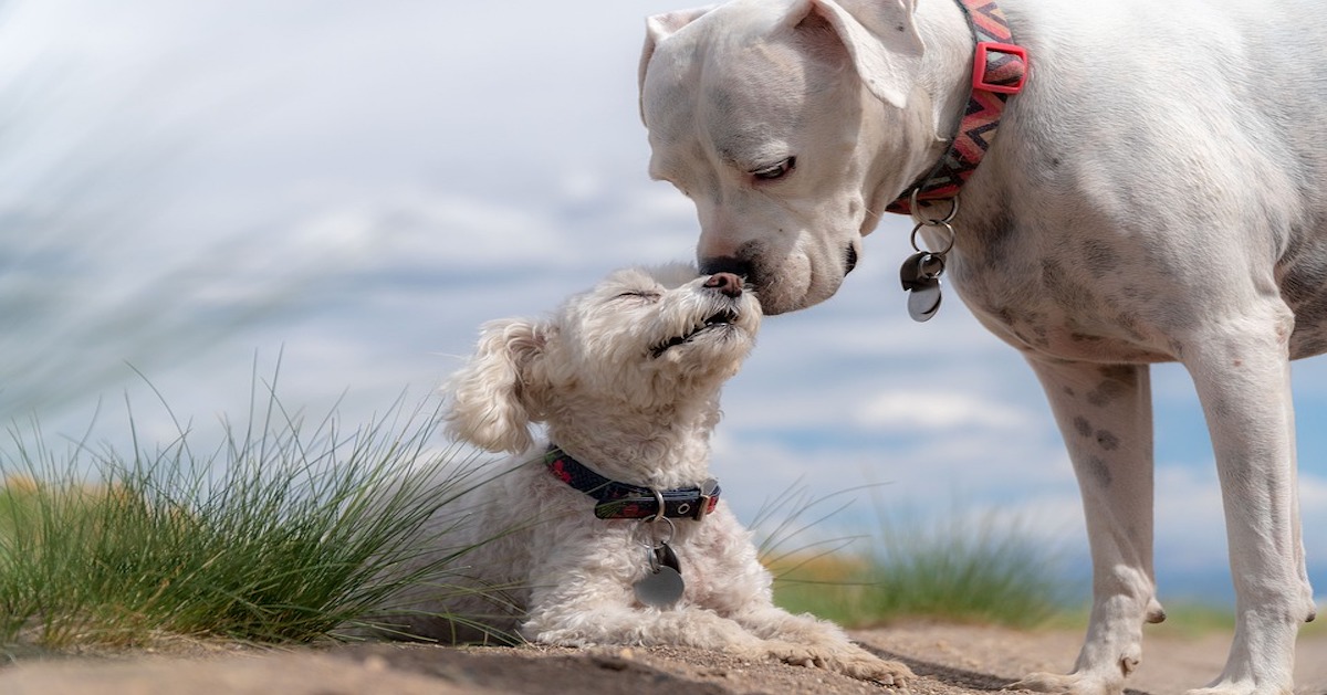 Perché il cane più giovane attacca l’anziano? Può smettere?