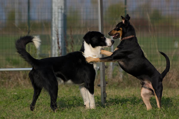 causa del carattere dominante del cane