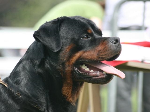 segnali di dominanza del cane da ricononscere