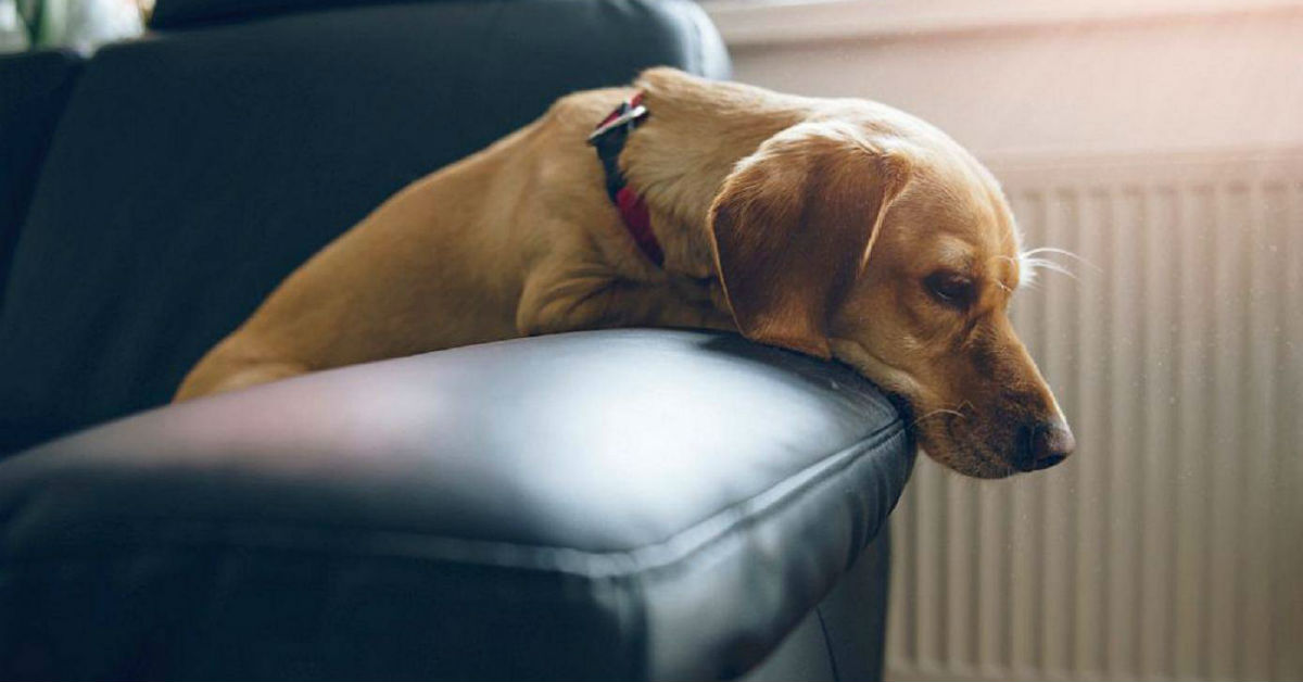 Enuresi notturna del cane: come affrontare l’incontinenza nel sonno