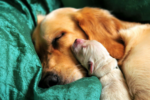 mamma e cucciolo di cane