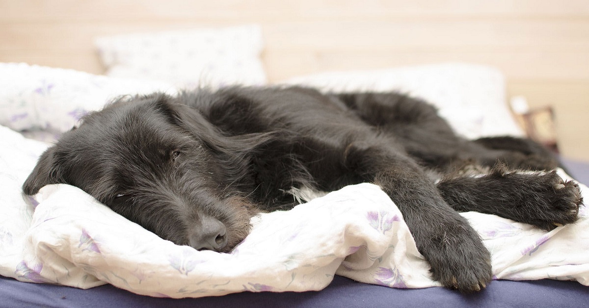 Febbre Q del cane: cos’è, come si riconosce e come si cura