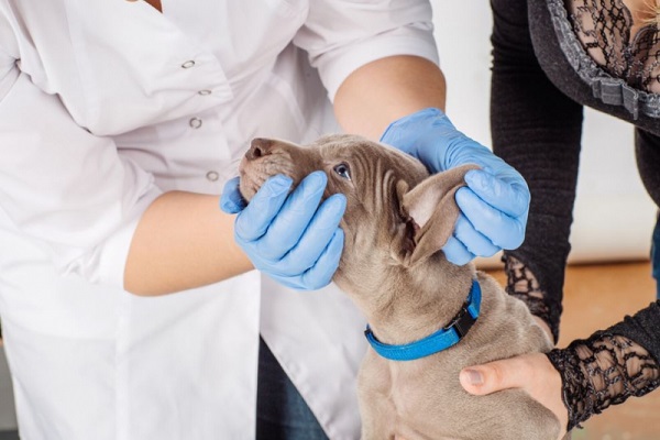 cane fa una visita dal veterinario