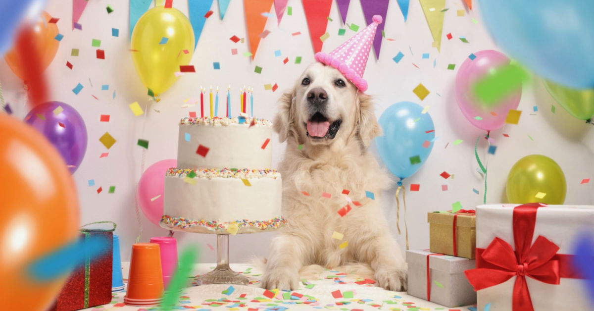 Festeggiare il compleanno del cane: 10 modi carini