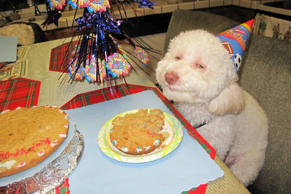 torta del cane