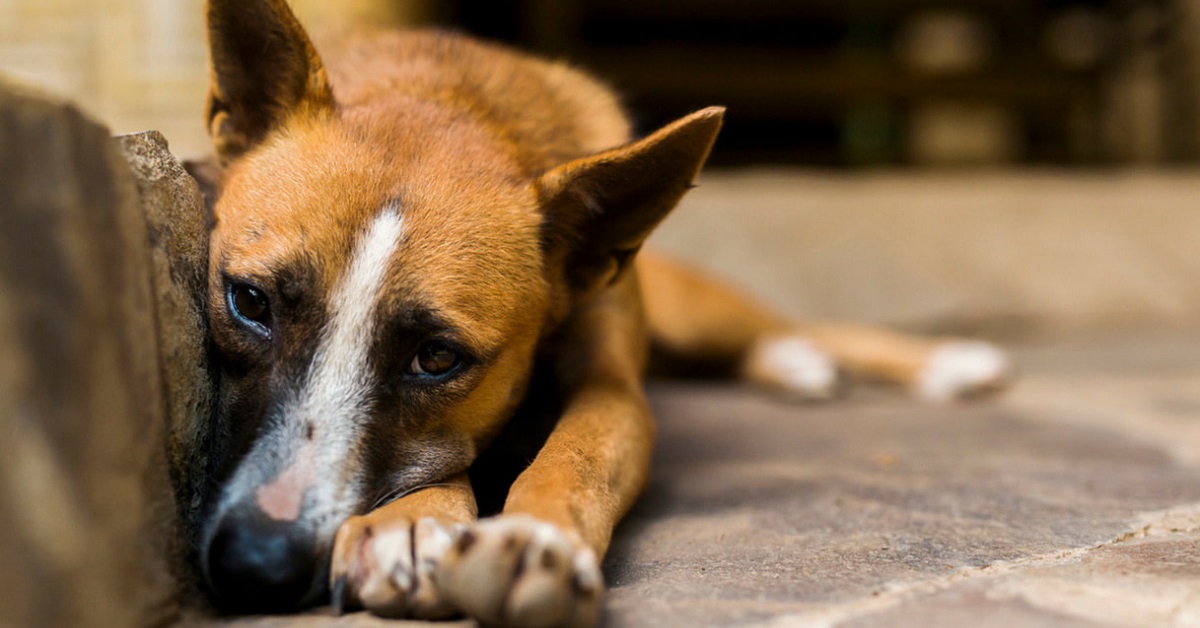 Fiuminata, 300 euro per chi decide di adottare un cane