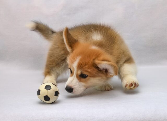 cucciolo di cane gioca con una pallina