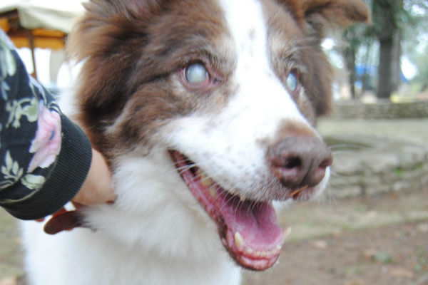 cane e padrone