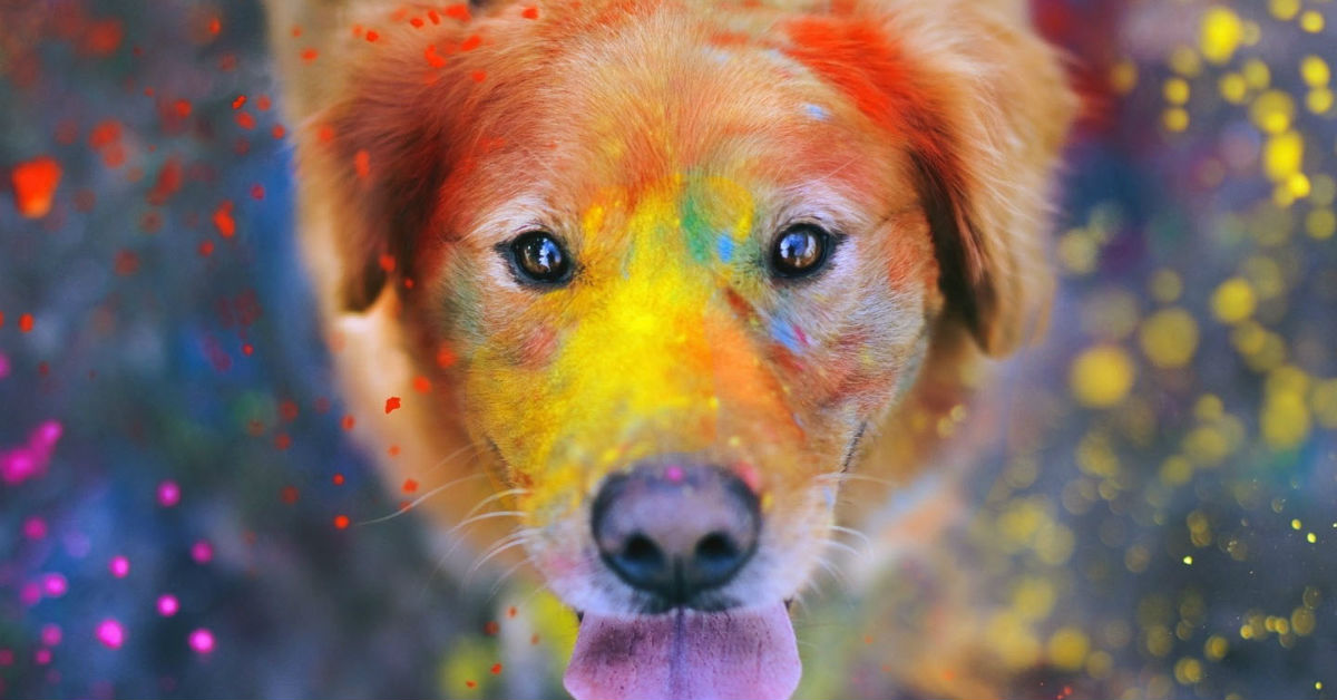 cane e colori