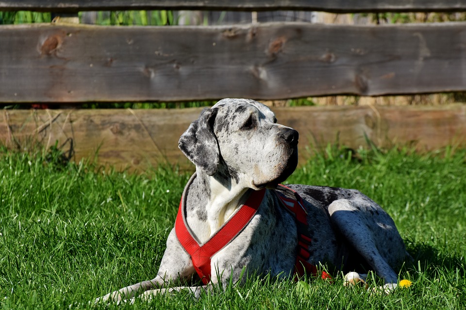 Bilancia: un cane sensibile e devoto