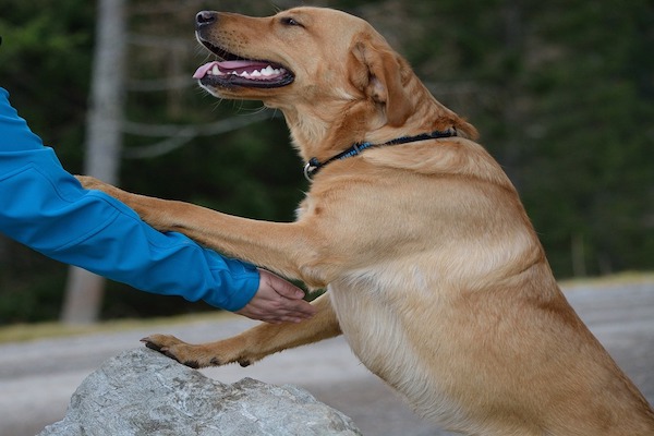 Quando il cane annusa le persone