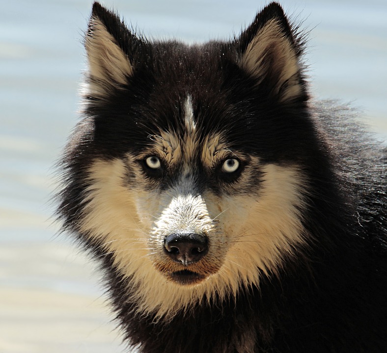 Cane di segno leone: caratteristiche, temperamento