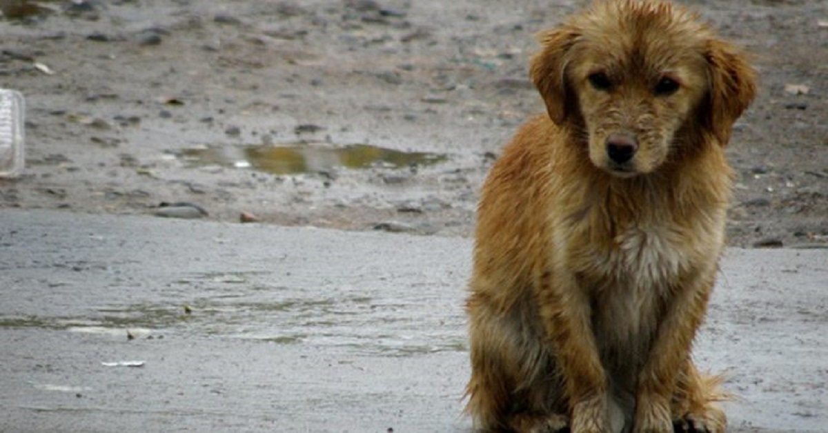 I cani di strada non soffriranno più il freddo grazie a questa idea