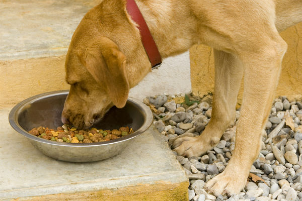 cane che mangia