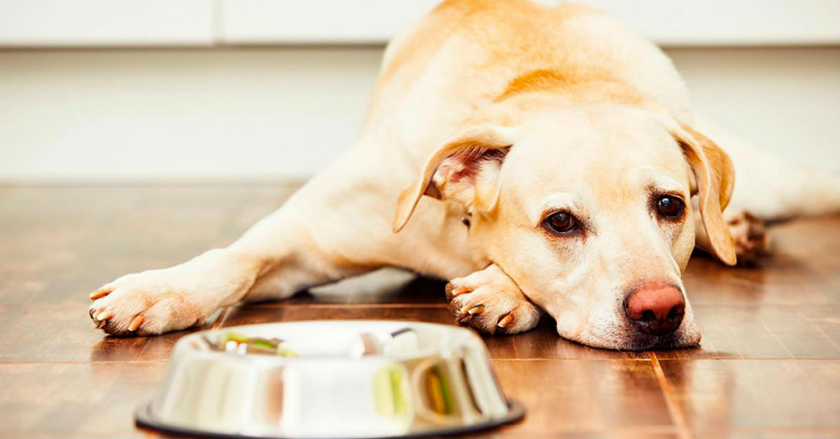 I cani possono mangiare il cavolo rosso?