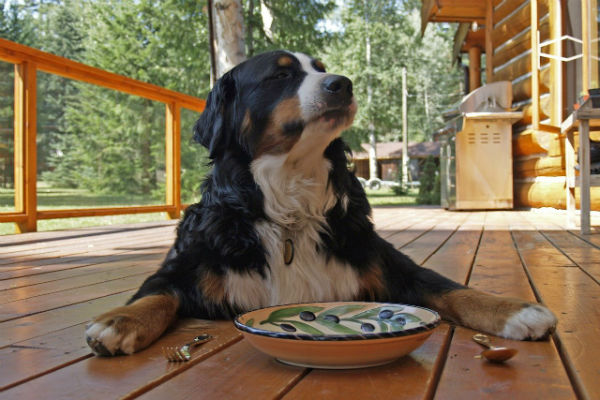 cane col piatto