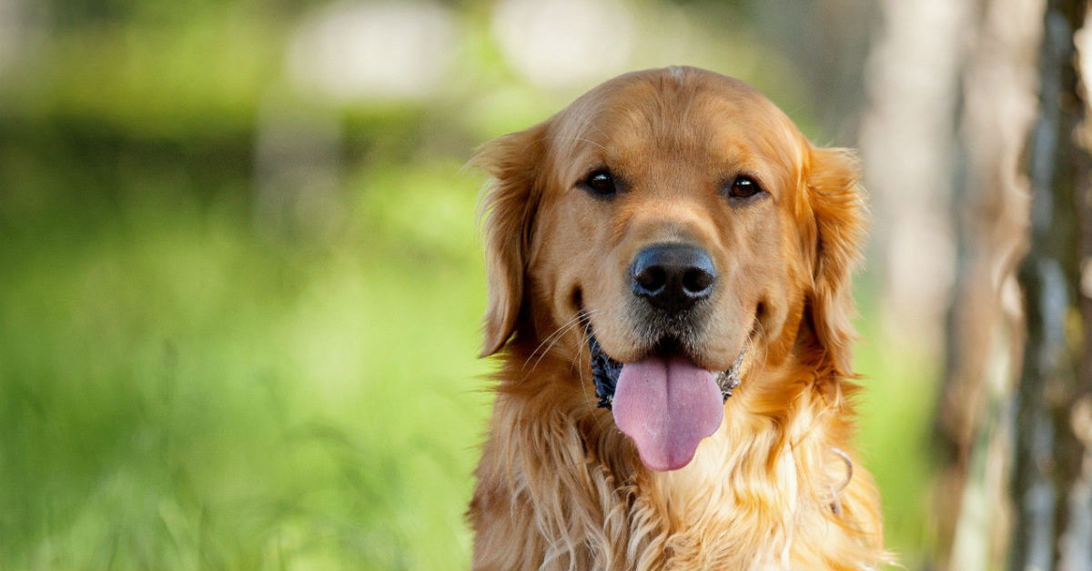 I cani possono mangiare l’orzo?