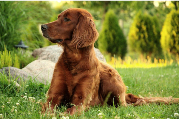 cane coricato