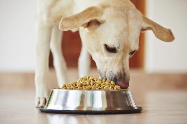 cibi adatti ai cani in gravidanza 