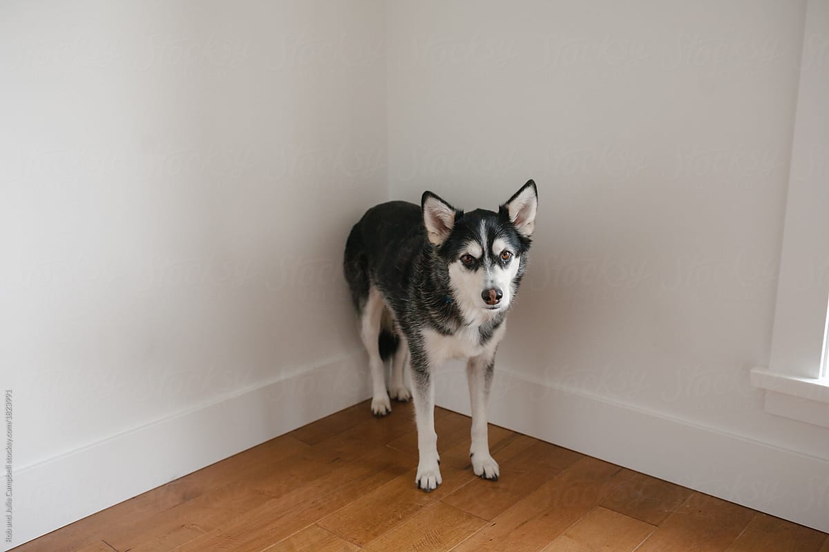 cagnolino disorientato