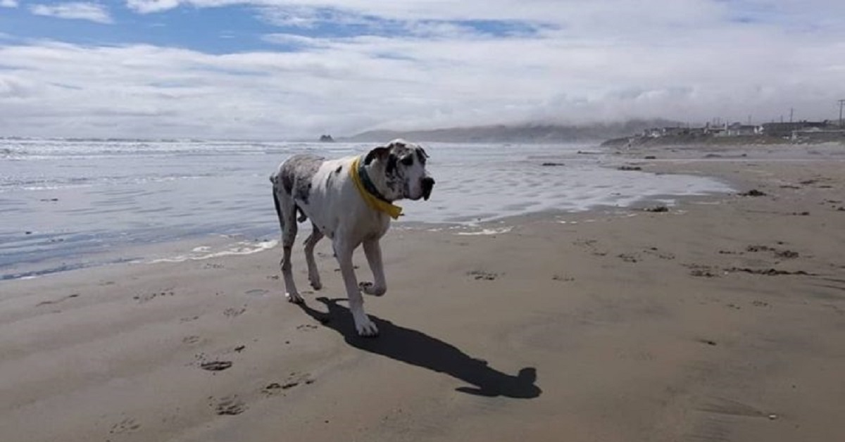 Il cane gravemente malato vive nel migliore dei modi i suoi ultimi mesi