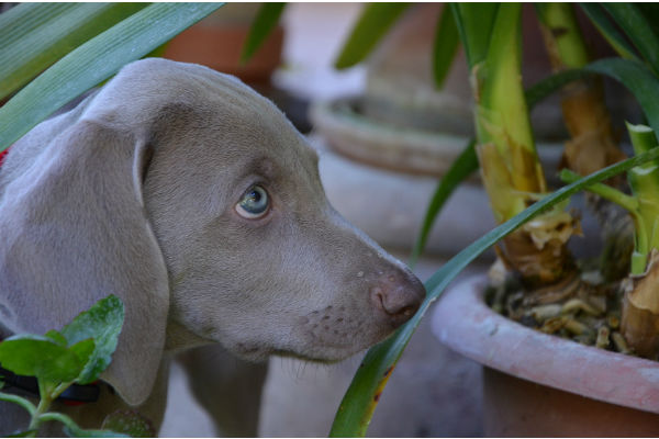 cane e vaso