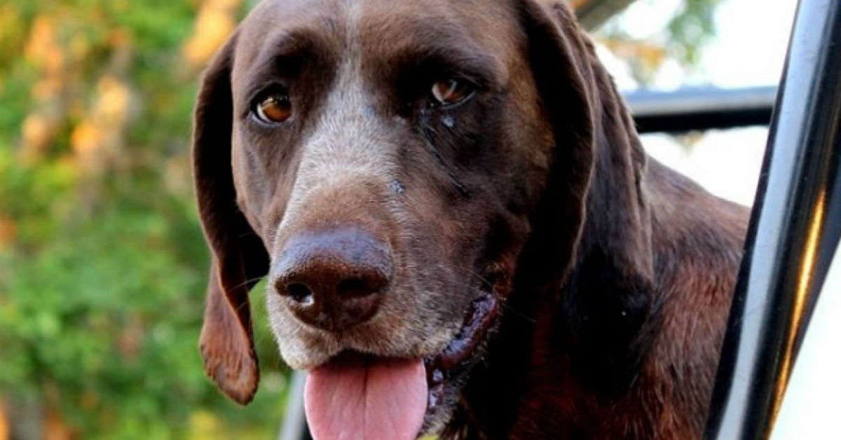 Il cane ha mangiato una pianta succulenta, che succede?