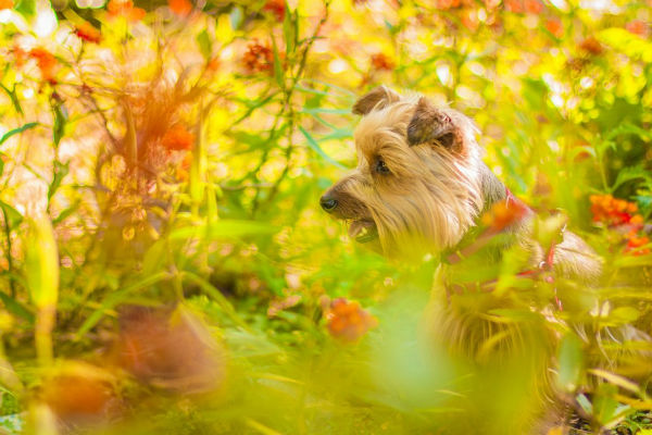 cane in giardino