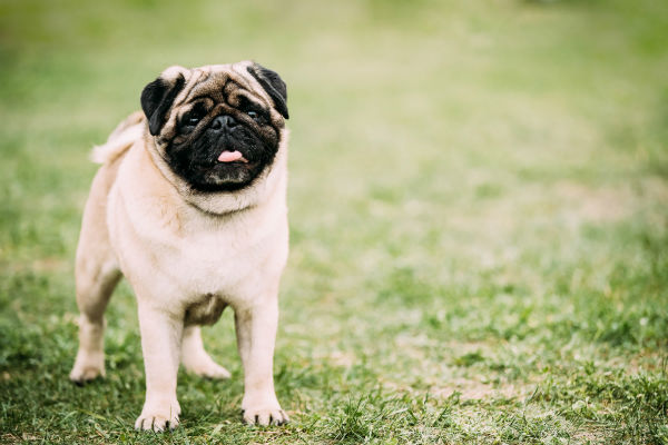 cane in giardino