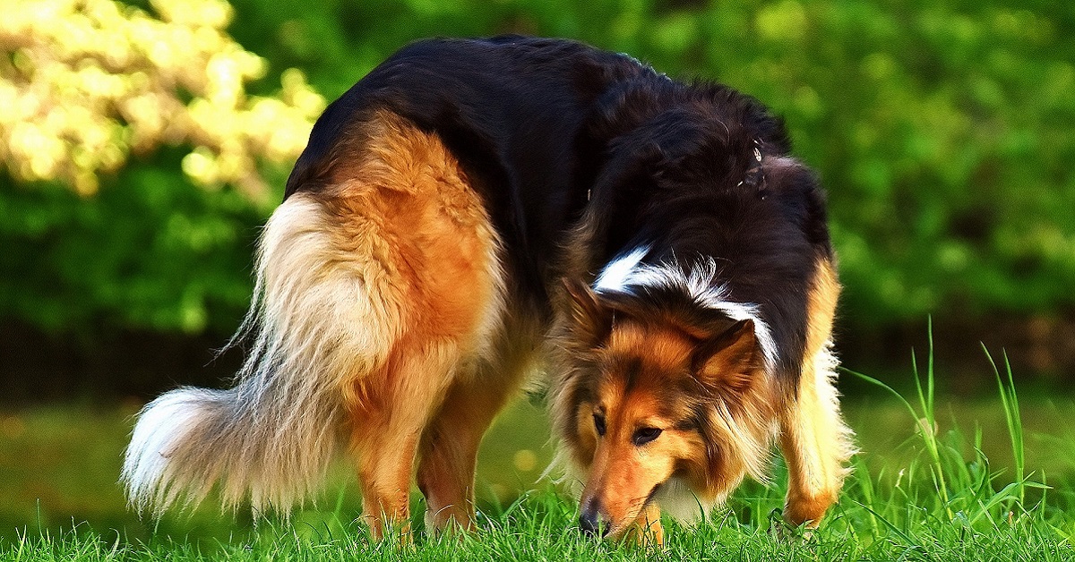 Il cane mangia le mosche: possono fargli male?