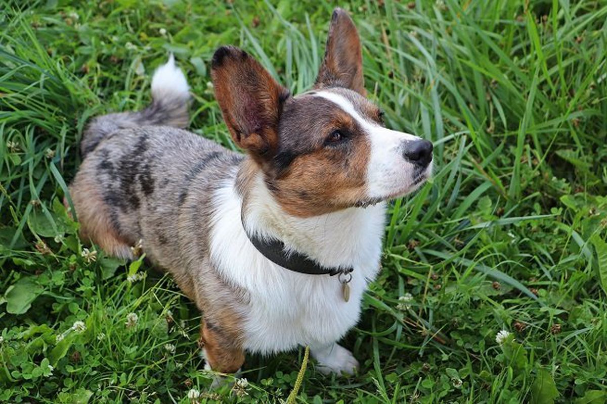 cane corgi