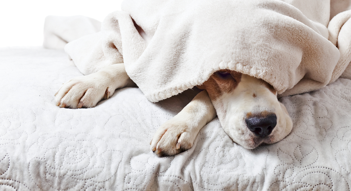 Il cane non dorme perché è nervoso : è possibile?