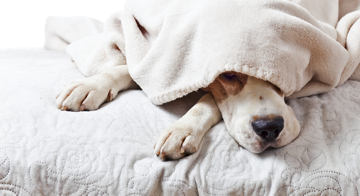 Encefalitozoonosi del cane: tutto ciò che c’è da sapere